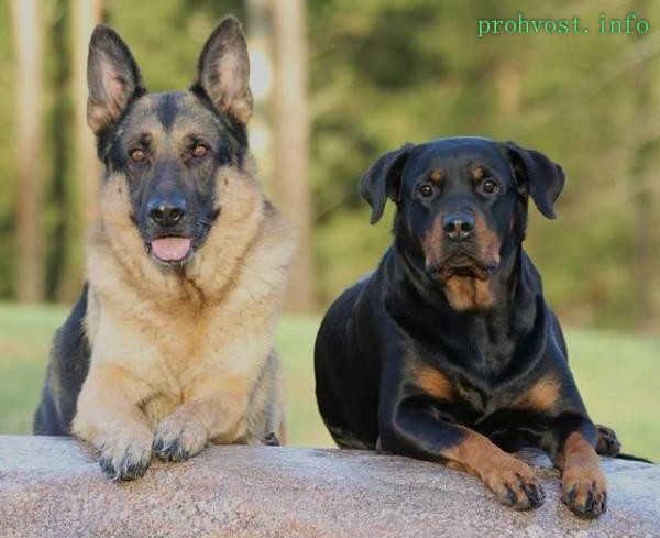 Собаки похожие на ротвейлера (56 фото)