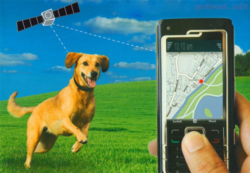 GPS-трекеры для собак: зачем нужны и как их выбрать? - ProHvost