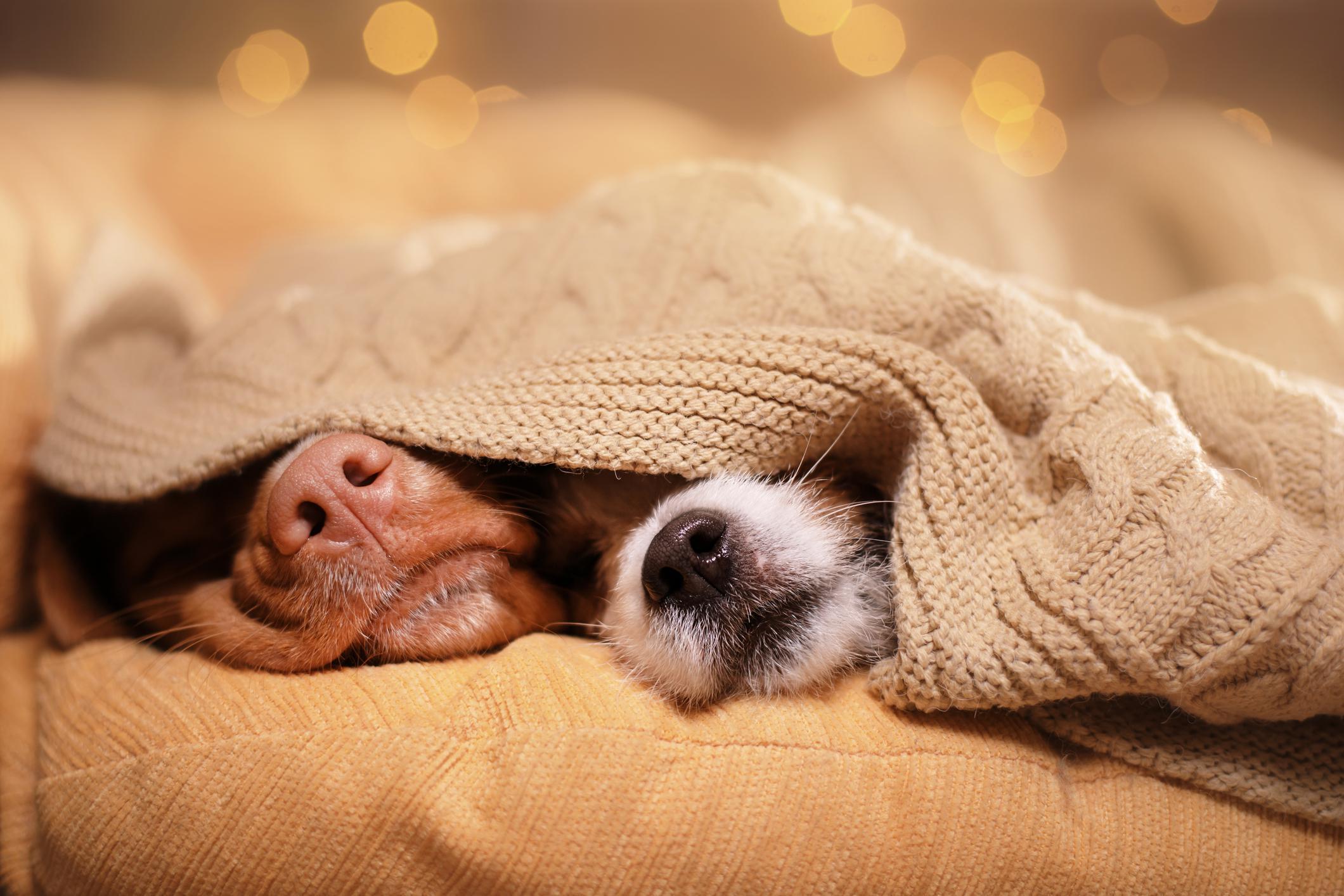 Почему собаки теплые. Собака под одеялом. Собака под пледом. Щенок под одеялом.