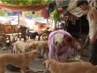 400 бездомных собак оберегает женщина в Индии
