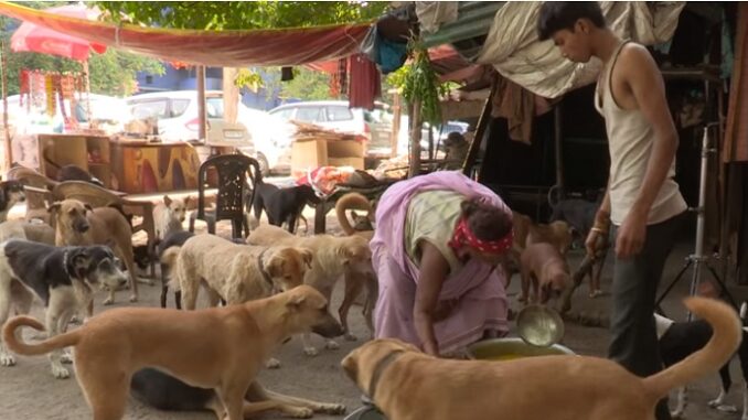 400 бездомных собак оберегает женщина в Индии