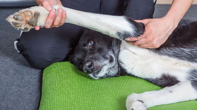 Как делать массаж собаке