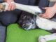 Как делать массаж собаке