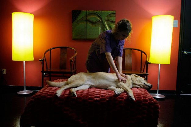Расслабляющий массаж для собаки