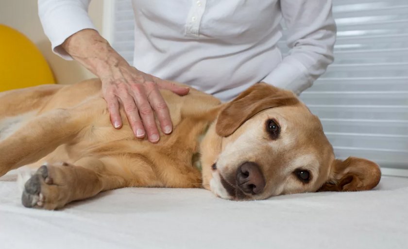 Как делать лечебный массаж собаке