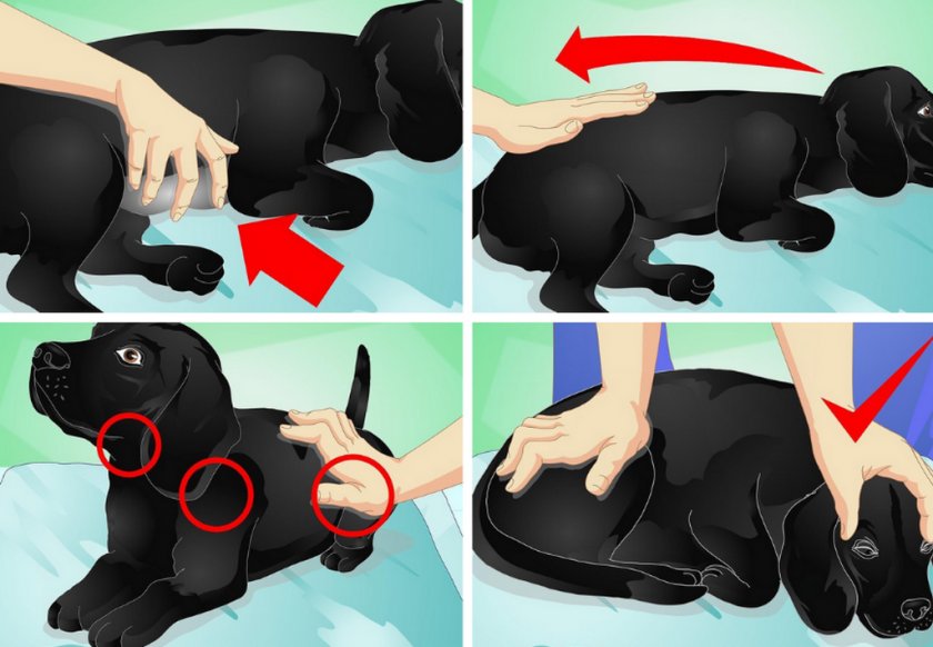 Кросс-волоконный массаж для собаки