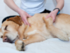 Массаж для собак лечебный и расслабляющийи