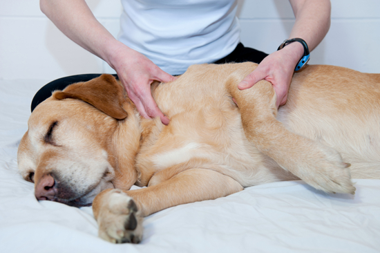 Массаж для собак лечебный и расслабляющийи