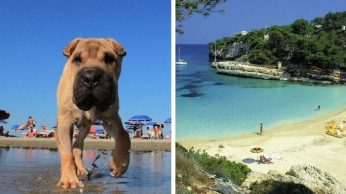 Пляжи для собак и их владельцев в Испании