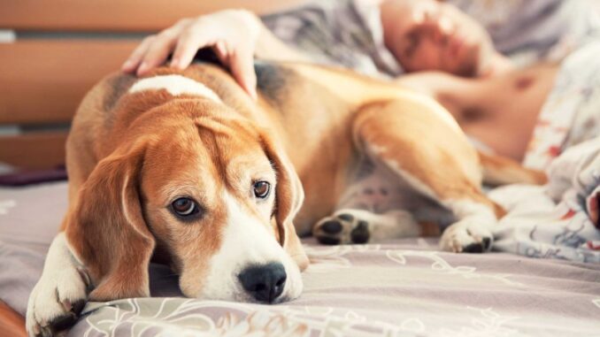 Три причины разрешить собаке спать вместе с вами в кровати