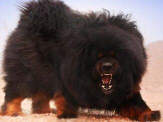 Тибетский мастиф - самая дорогая собака в мире