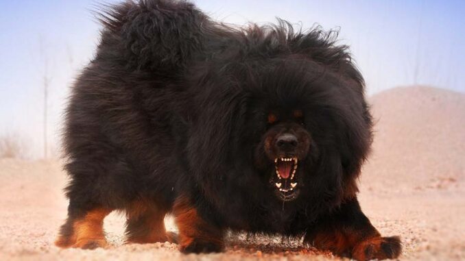 Тибетский мастиф - самая дорогая собака в мире