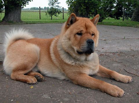 Чау-чау смуф - короткошёрстная разновидность породистых собак