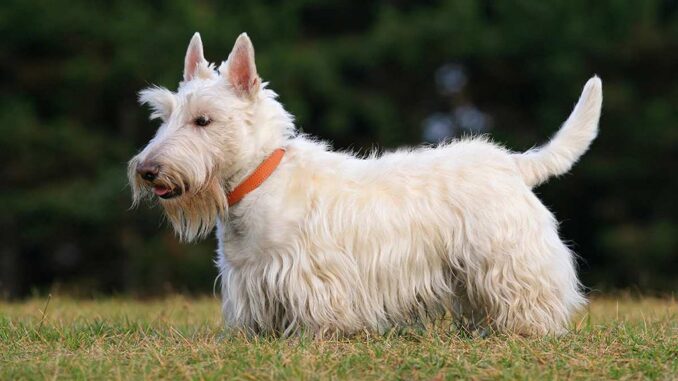 Скотчтерьер (шотландский терьер) - умные и энергичные собаки