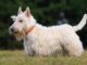 Скотчтерьер (шотландский терьер) - умные и энергичные собаки