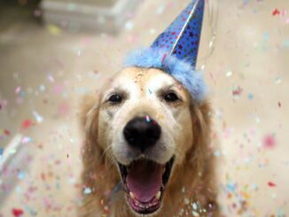 День рождения своей собаки. Как праздновать?