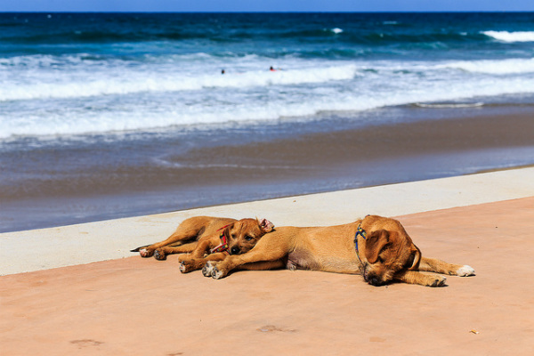 Десять лучших пляжей Испании, где разрешено размещение с собаками.