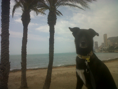Десять лучших пляжей Испании, где разрешено размещение с собаками