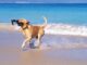 Десять лучших пляжей Испании, где разрешено размещение с собаками