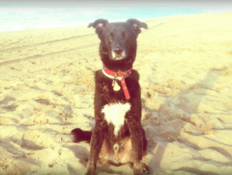Как найти пляжи в Испании, где разрешено проживание с собаками
