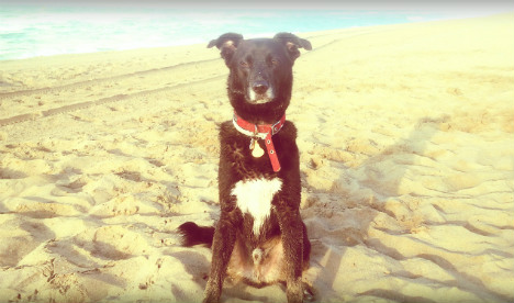 Как найти пляжи в Испании, где разрешено проживание с собаками