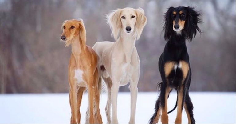 Порода салюки официально была признана Американским клубом собаководства в 1927 году.