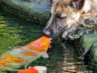 Дружба между собакой и рыбой