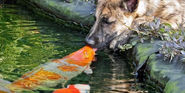 Дружба между собакой и рыбой