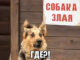 Смешные картинки про собак с надписью