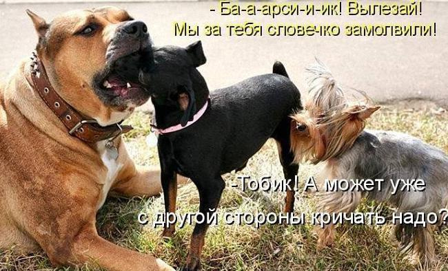 Смешные картинки про собак с надписью