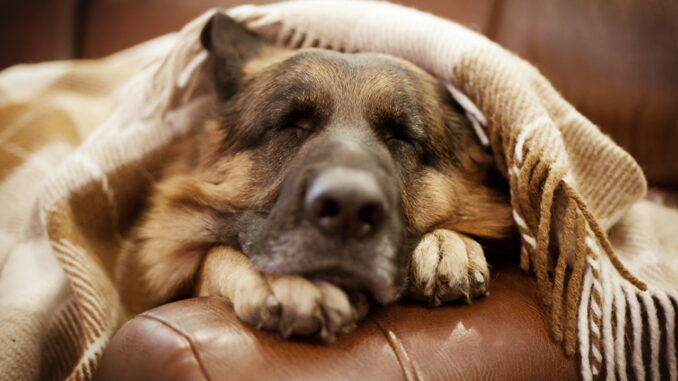 Где спит ваша собака? 5 позиций для сна