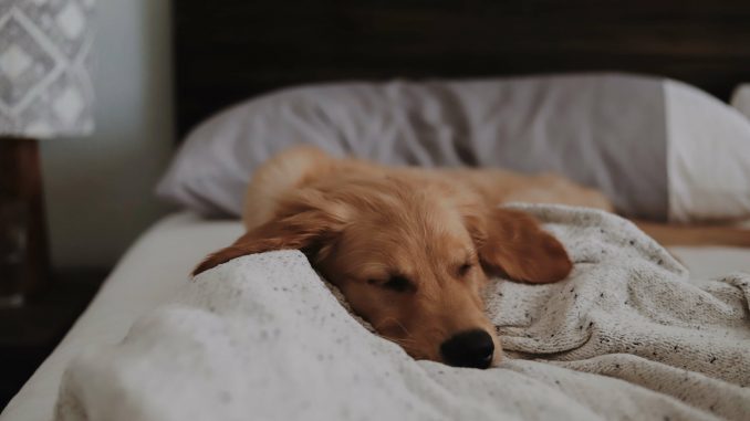 Собака лает, когда спит? С чем это связанно?