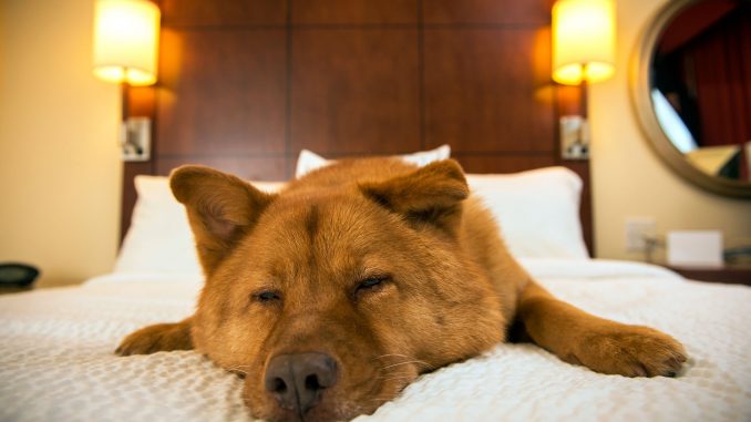 Венский отель для гостей с собаками: обслуживание на высшем уровне