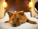 Венский отель для гостей с собаками: обслуживание на высшем уровне
