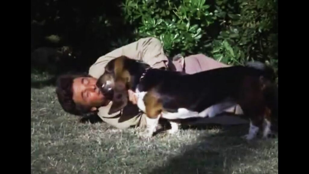 Бассет-хаунд - любимая собака лейтенанта Коломбо