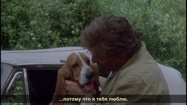 Бассет-хаунд - любимая собака лейтенанта Коломбо