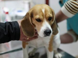 Чем опасен микоплазмоз у собак и как его лечить