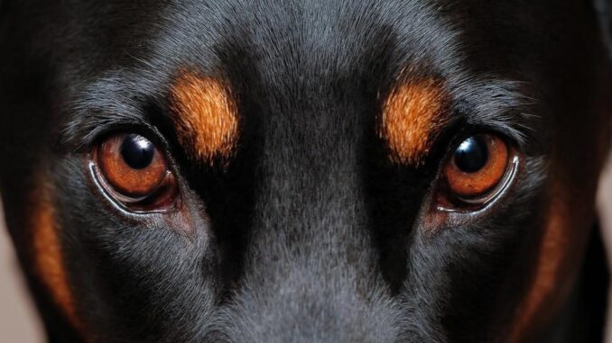Глазные заболевания у собак: особенности, лекарство