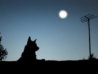 Почему собаки воют на луну?