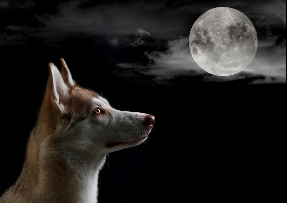 Почему собаки воют на луну?