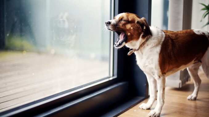 Собака лает на лай за окном - как отучить