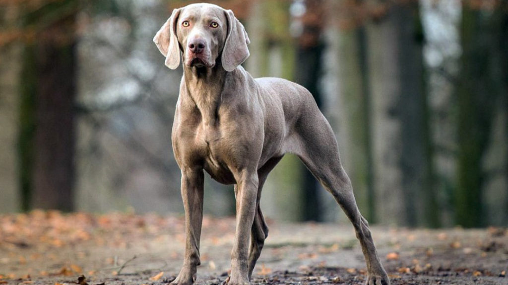 Веймаранер – красивая собака с высоким интеллектом
