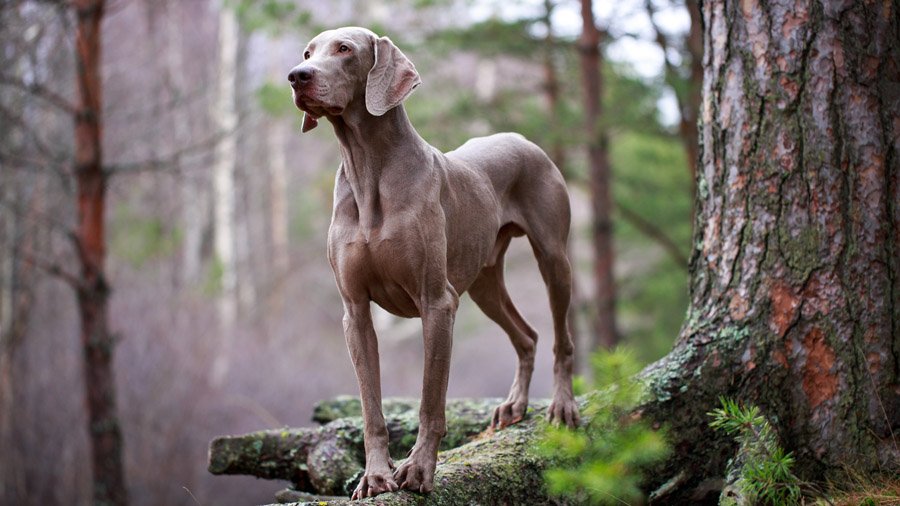 Веймаранер – красивая собака с высоким интеллектом.