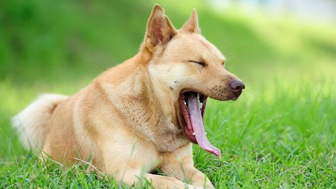 Как читать язык тела собаки?