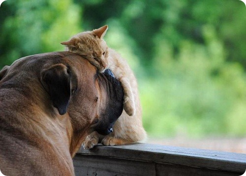Как кошка с собакой — 30 забавных фото
