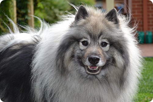 Кеесхонд - порода собак из Нидерландов
