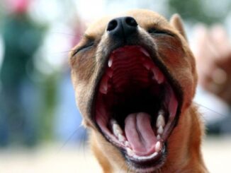 Почему собака зевает?