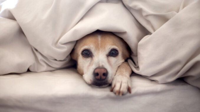 Почему собака жует свое одеяло?