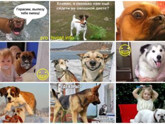 Смешные мемы с собаками