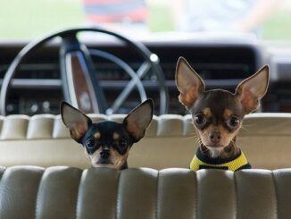Собака в автомобиле: какое поведение - норма?